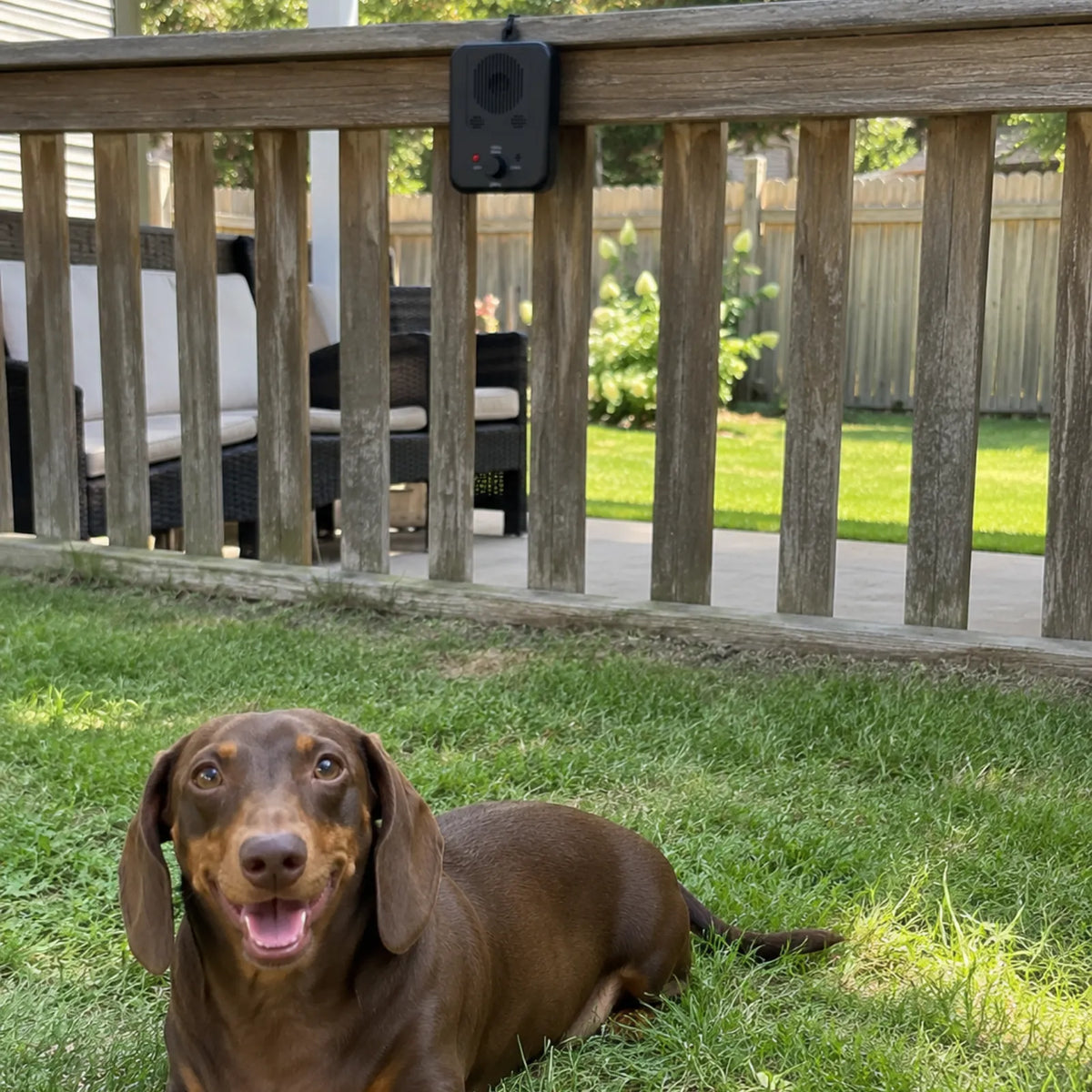 A brown dachshund lies on green grass in a backyard, looking toward a black bark controller mounted on a wooden deck railing.